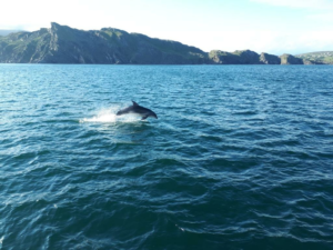 Dolphin in Donegal Bay